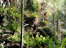 Amazonien, Brasilien: Rio, Regenwald und Tafelberge – Die Vegetation des tropischen Regenwaldes