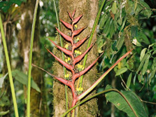 Amazonien, Ecuador: Ecuador Real - Pflanze